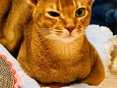-屋虎猫馆(宝安大仟里店)