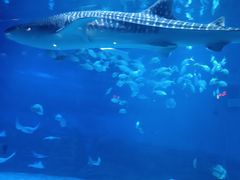 -烟台海昌鲸鲨海洋公园