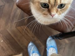 -蓝鲸·缅因猫舍