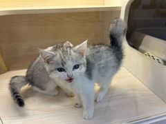 -柚子猫舍·精品猫舍购猫·猫咪认养·购宠·宠物店
