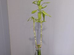 -田凤波推拿.按摩养生(幸福店)