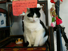 android_upload_pic-Anne猫窝咖啡屋
