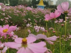 -兰陵国家农业公园