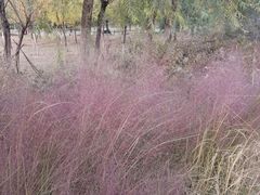 -永定河休闲森林公园