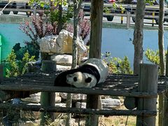 -西霞口神雕山野生动物世界