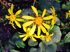 iphone_upload_pic-新江湾城公园