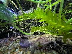 -上海大自然野生昆虫馆(东方明珠·爬宠昆虫探索中心)