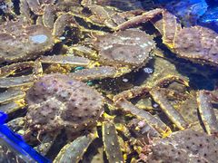 -驻海渔市(置信店)