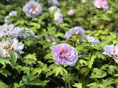 -洛阳市隋唐城遗址植物园