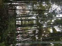 -峨眉山报国寺