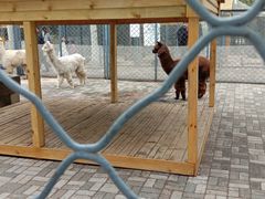 -长白岛森林公园