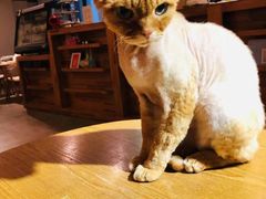 -猫咖时代(中山亭店)