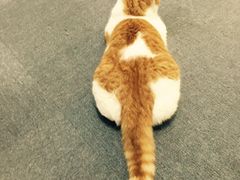 -喵的天空名猫咖啡馆·撸猫·猫舍·用品