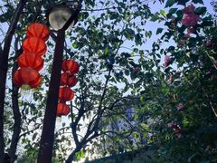 -龙坞茶村