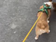 -纳吉亚猫专科动物医院·北北分院