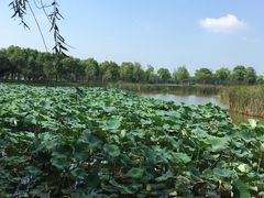 -艾溪湖湿地公园