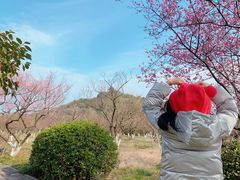 -林屋梅海青梅保护基地