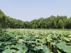 -东升八家郊野公园