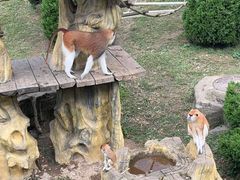 -大连森林动物园