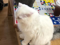 -猫和宫(六道口店)