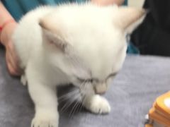 -动物缘宠物医院·骨科·猫科(西二环店)