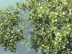 -北海金海湾红树林生态旅游区