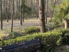 -合肥滨湖国家森林公园