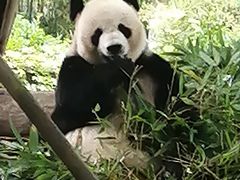 -都江堰中华大熊猫苑