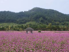 -径山花海