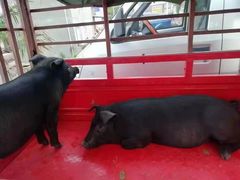 -邛海景风火盆烧烤(大石板古村二分店)