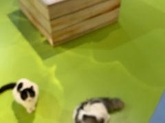 -巴克创奇梦工厂