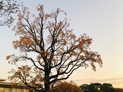 -东京国立博物馆