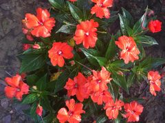 -艾溪湖湿地公园