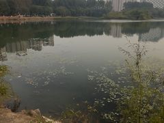 -丁香湖公园
