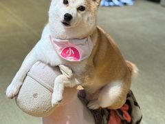 -逗柴咖啡屋·狗咖猫咖宠物桌游