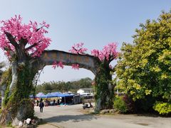 -天适樱花悠乐园