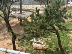 -西霞口神雕山野生动物世界