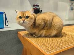 -伟伟宠物医院·CT影像中心·瑞派犬猫综合性门诊(汉口总院)