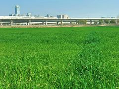 -白鹭湾湿地公园