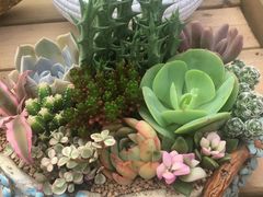 -三圣花乡旅游区