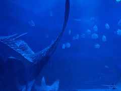 -烟台海昌鲸鲨海洋公园