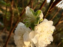 -南国桃园旅游度假区