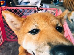 -柴犬高等学院·狗咖·柴犬售卖·宠物训练