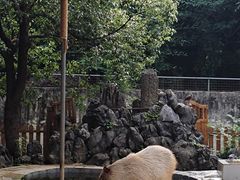 -合肥野生动物园