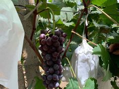 -马陆小张葡萄园农家乐