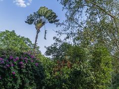 -中国科学院西双版纳热带植物园