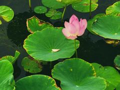 -天津东丽湖风景区