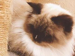 -猫友咖啡店(玉林西路店)