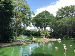 -新加坡飞禽公园
