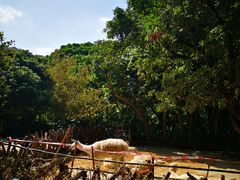 -深圳野生动物园